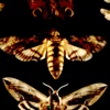 Microlife / Odd Geometry - Single - Spatial Awareness