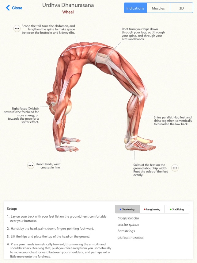 Anatomy Of Yoga Poses Booklet Kayaworkout Co