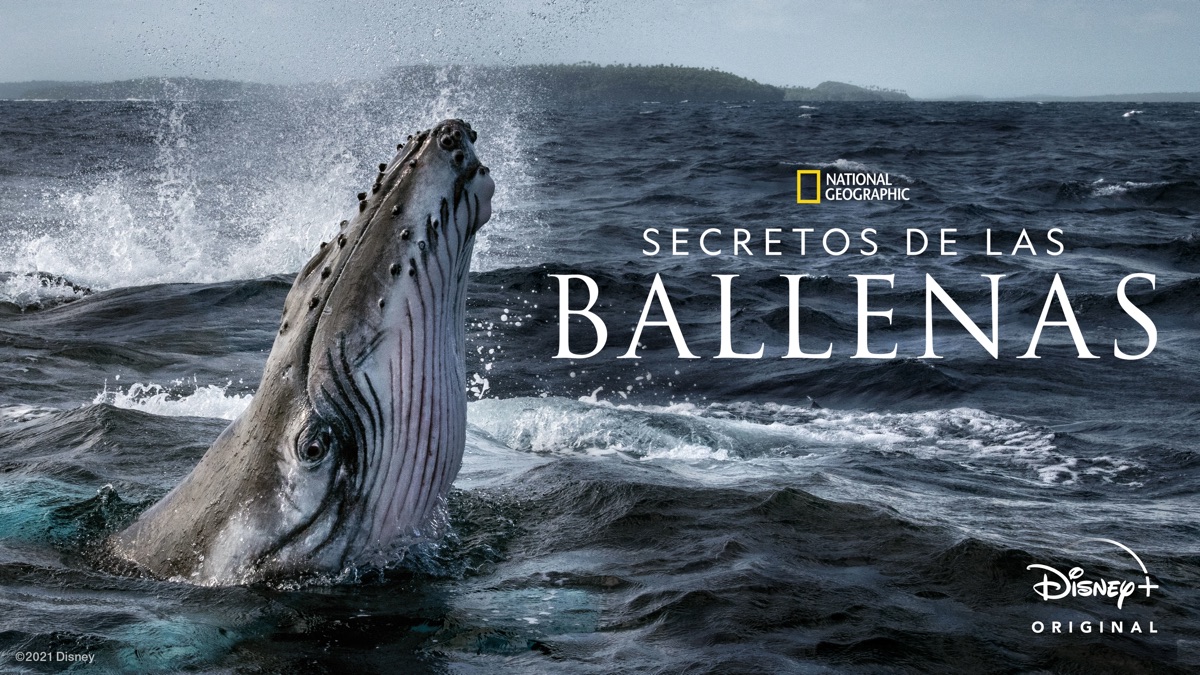 Secretos De Las Ballenas Apple TV