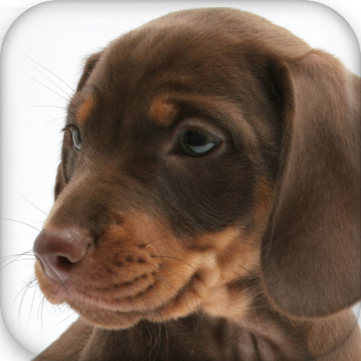 Dog Papers icon