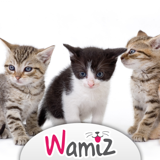 Choisir son chat : conseils et astuces - Wamiz