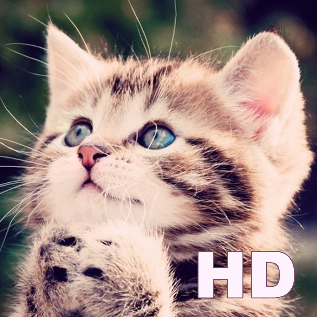 Kitty Wallpapers HD