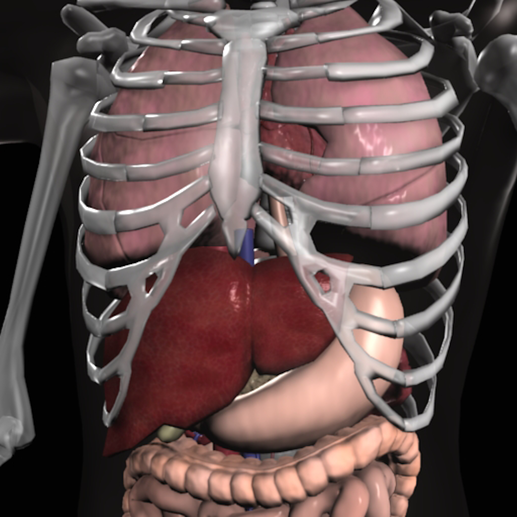 Anatomy 3D - Organs Free icon