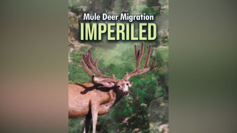 Imperiled: Mule Deer Migration | Apple TV