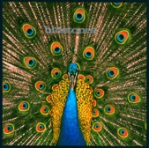 The Bluetones - Slight Return