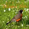 Spring Backyard Birds album lyrics, reviews, download