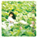 The Way of Love - Michelle Pan