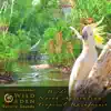 Birds of the North Australian Tropical Rainforest album lyrics, reviews, download