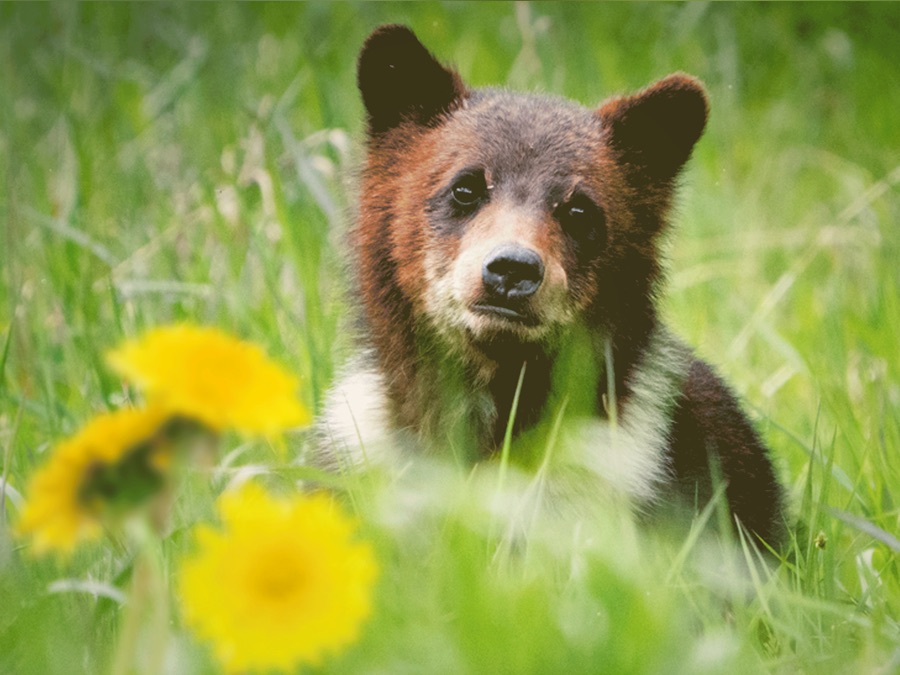 Growing Up Grizzly - Apple TV