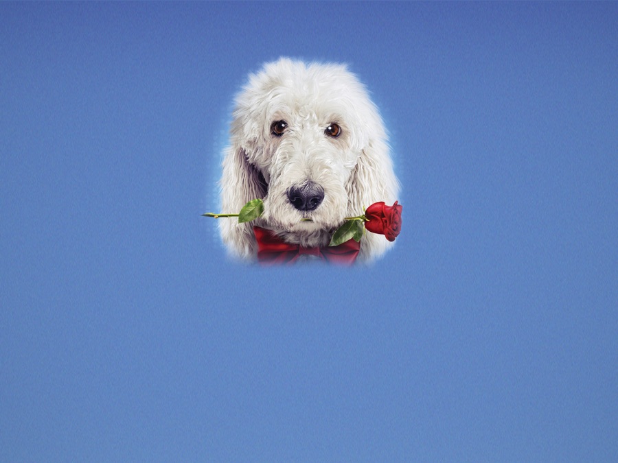 In the Dog House Apple TV (CA)