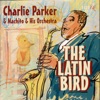 The Latin Bird