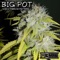 Big Pot (Digital IQ & Izzi Big Dog Mix) - NHB & Fabrizio Pettorelli lyrics