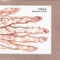 Conifer - Thistle lyrics