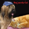Dog Meets Cat - Single, 2011