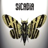 Sicadia