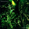 Mushroom Project - Diapasao da Vida