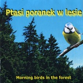 Morning Birds In the Forest artwork