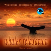 Hanno Herbst - Gray Whale relaxation - Eschrichtius robustus - Grauwal