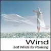 Wind: Soft Winds for Relaxing Nature Sounds Wind Sounds of Wind album lyrics, reviews, download