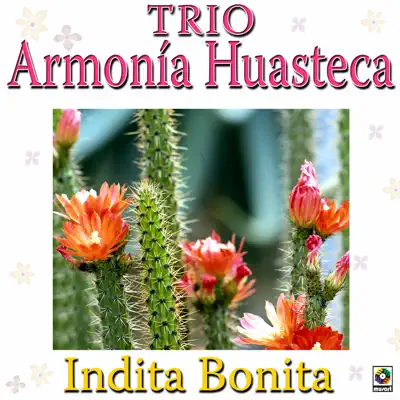 Indita Bonita - Trío Armonía Huasteca