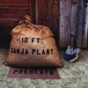10 Ft. Ganja Plant Presents