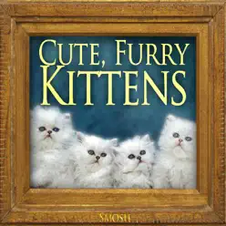 Cute Furry Kittens - Single - Smosh