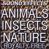 Animal Sound FX, Insects and Nature artwork