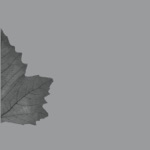 My fish is very popular