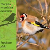 Songs and Calls of Popular Polish Birds artwork