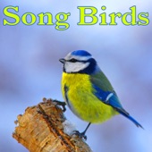 Soothing Small Wild Birds Singing artwork