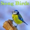 Soothing Small Wild Birds Singing artwork