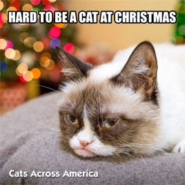 hard to be a cat at christmas full grumpy version single by cats cat christmas song