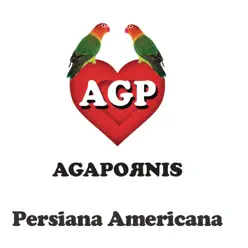 Persiana Americana - Single - Agapornis