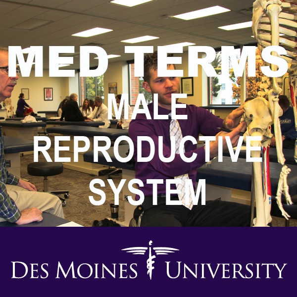 Med Terms: Male Reproductive System cover
