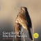 The Little Birds - Music Shakers lyrics