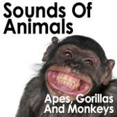 Sounds of Animals: Apes, Gorillas and Monkeys - Pro Sound Effects Library