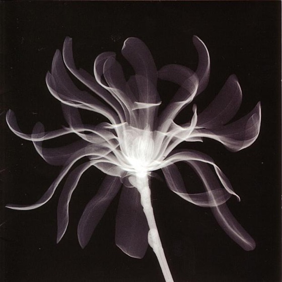 Cover artwork for Vertigo