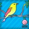 Loon Bird Call Song - Sound Affection lyrics
