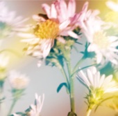 Plastic Tree - Mahiru no tsuki