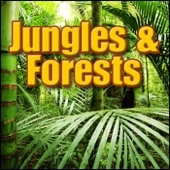 Sound Effects Library - Forest, Night - Night Time Forest Ambience: Insects, Crickets, Light Birds, Light Wind Through Trees, Forests, Jungles & Swamps, B