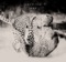 Annacapella - Taken By Trees lyrics