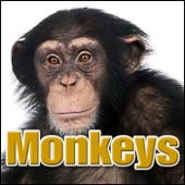 Monkeys: Sound Effects artwork