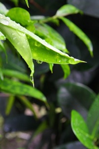 修道篇:續養慧命