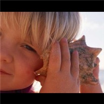 הקונכייה cover