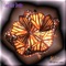 Celestial Communion - Constance Demby lyrics