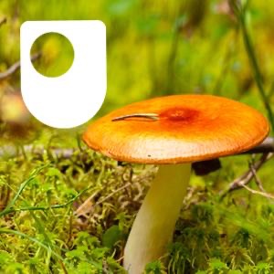 Investigating fungi: the wood-wide web