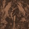 Converge / Napalm Death Split - Single ジャケット写真