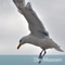 To the Sky - Dirk Maassen lyrics