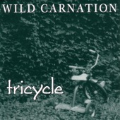 Wild Carnation - Dodger Blue