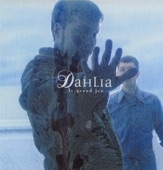 dahlia - Contre courant